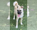 Small #10 Pug-Shiba Inu Mix