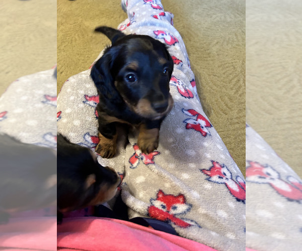 Medium Photo #1 Dachshund Puppy For Sale in WINSTON SALEM, NC, USA