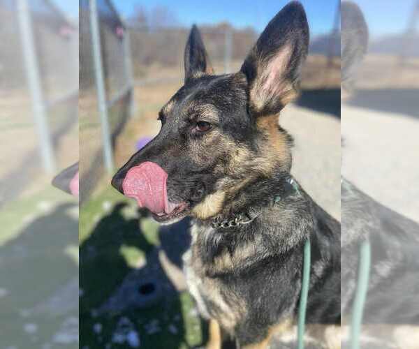 Medium Photo #3 German Shepherd Dog Puppy For Sale in Evansville, IN, USA