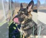 Small #2 German Shepherd Dog