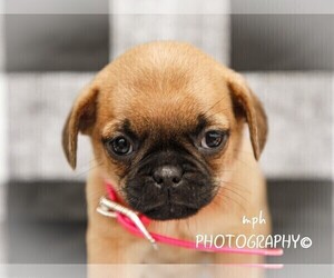 Jug-Pug Mix Puppy for sale in LIBERTY, KY, USA