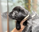 Small #18 Labrador Retriever