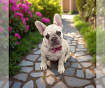 Small #6 French Bulldog