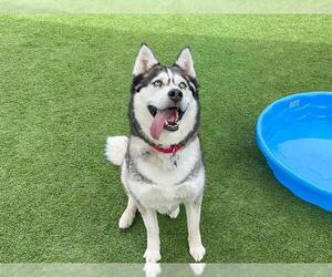 SHEENA - Female Siberian Husky Dog for Adoption - Photo #3