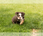 Small #1 English Bulldog-Olde English Bulldogge Mix
