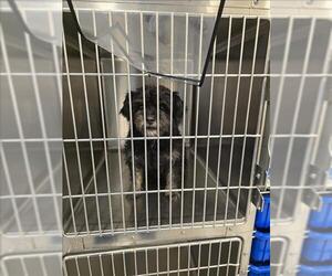 Maltese Dogs for adoption in Houston, TX, USA