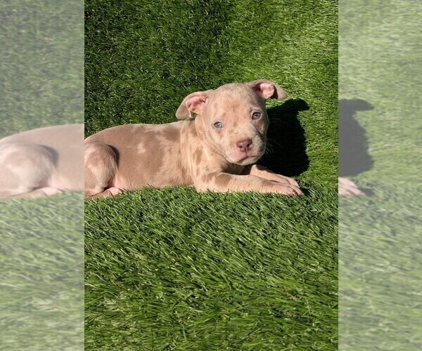 Medium Photo #1 American Bully Puppy For Sale in GROVETOWN, GA, USA