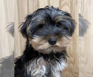Yorkshire Terrier Puppy for sale in SLIDELL, LA, USA