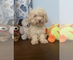 BichPoo puppies - Male Bichpoo Puppy for Sale - Photo #45