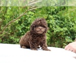 Small #29 ShihPoo