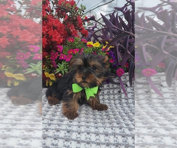 Medium Photo #1 Yorkshire Terrier Puppy For Sale in INDIANAPOLIS, IN, USA