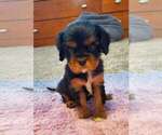 Puppy 3 Cavalier King Charles Spaniel