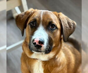 Mutt Dog for Adoption in Laramie, Wyoming USA