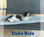 Small #4 Dachshund