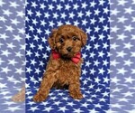 Small #1 Cavapoo