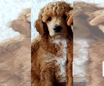 Small Photo #17 Poodle (Standard) Puppy For Sale in SEATTLE, WA, USA