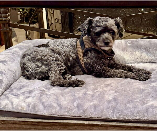 Medium Photo #2 Poodle (Miniature) Puppy For Sale in Mission Viejo, CA, USA