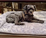Small #1 Poodle (Miniature)