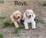 Small Photo #3 Goldendoodle Puppy For Sale in DUFF, TN, USA