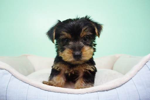 Medium Photo #5 Yorkshire Terrier Puppy For Sale in LA MIRADA, CA, USA