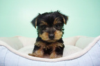 Small Photo #5 Yorkshire Terrier Puppy For Sale in LA MIRADA, CA, USA
