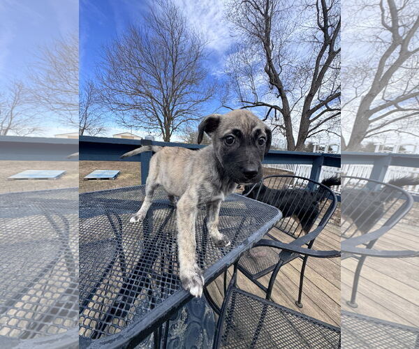 Medium Photo #11 German Shepherd Dog-Unknown Mix Puppy For Sale in Columbus, IN, USA