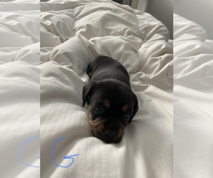 Dachshund Puppy for sale in DOUGLAS, GA, USA