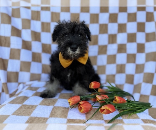 Medium Photo #1 Schnauzer (Miniature) Puppy For Sale in LAKELAND, FL, USA