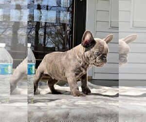 French Bulldog Puppy for sale in BROOKLYN, NY, USA