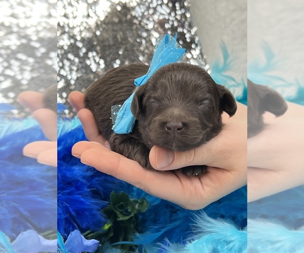 Medium Photo #1 Miniature Labradoodle Puppy For Sale in BULLARD, TX, USA