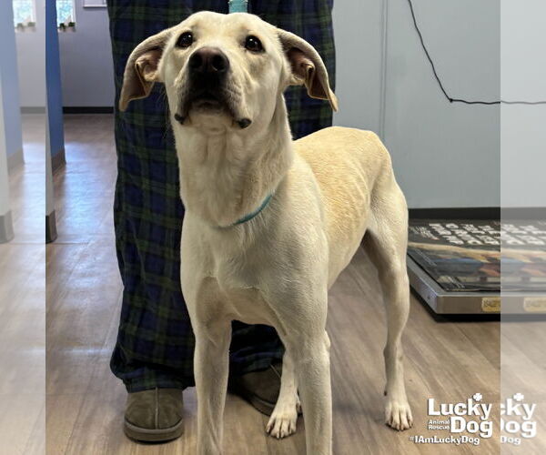 Medium Photo #1 Labrador Retriever-Unknown Mix Puppy For Sale in Washington, DC, USA