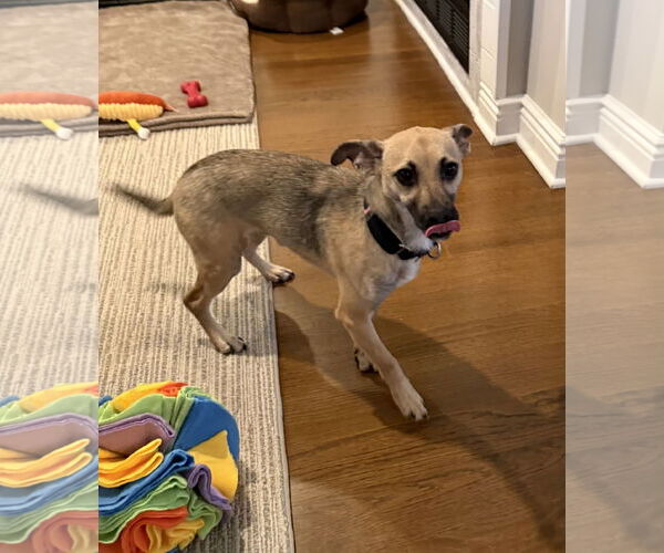 Medium Photo #3 Mutt Puppy For Sale in Oakhurst, NJ, USA