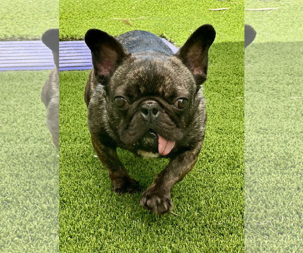 Medium Photo #1 French Bulldog Puppy For Sale in Mission Viejo, CA, USA
