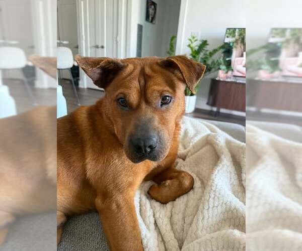 Medium Photo #2 Chow Chow-Unknown Mix Puppy For Sale in Holly Springs, NC, USA