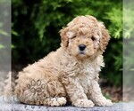 Small #2 Goldendoodle (Miniature)