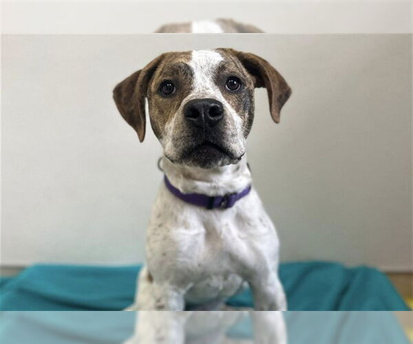 Medium Photo #3 Mutt Puppy For Sale in McKinleyville, CA, USA