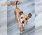 Small #3 Chihuahua