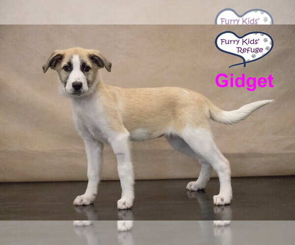 Medium Photo #4 Anatolian Pyrenees Puppy For Sale in Lee's Summit, MO, USA