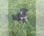 Puppy Green Collar German Shepherd Dog