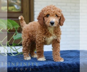 Goldendoodle (Miniature) Puppy for sale in NARVON, PA, USA