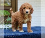 Small Goldendoodle (Miniature)