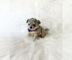 Small #1 Chihuahua