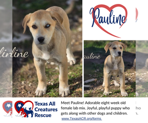 Labrador Retriever-Unknown Mix Dogs for adoption in Lillian, TX, USA