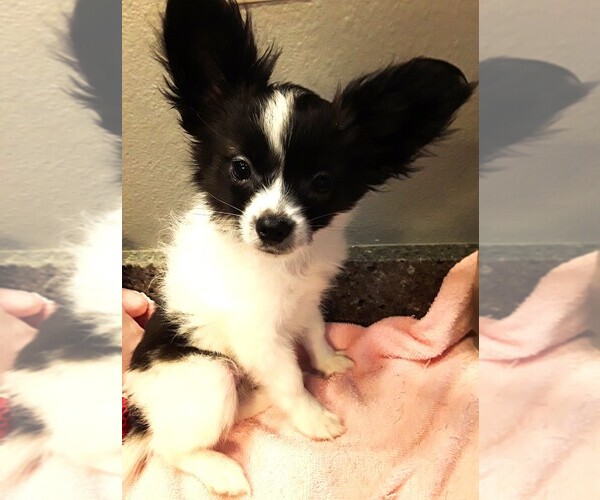 Medium Photo #18 Papillon Puppy For Sale in CHEYENNE, WY, USA