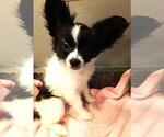 Small #7 Papillon