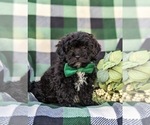 Small Photo #4 Lhasa-Poo Puppy For Sale in LINCOLN UNIVERSITY, PA, USA