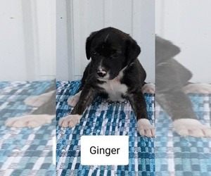 Mountain Cur Puppy for sale in CLARKRANGE, TN, USA