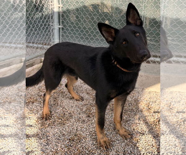 Medium Photo #2 German Shepherd Dog-Unknown Mix Puppy For Sale in Jefferson, WI, USA