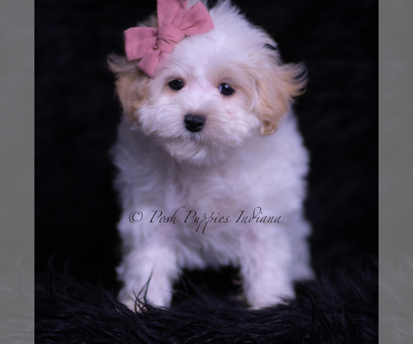 Medium Photo #105 Maltipoo (Toy) Puppy For Sale in WARSAW, IN, USA