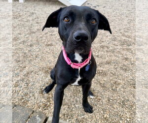 Blacklit Canopy - Female Mutt Dog for Adoption - Photo #5